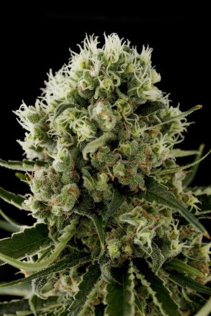 Critical Jack